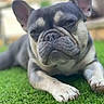 Mik is registered to the contest to win money with this photo: animal, blurred_background, close_up, companion, cute, daylight, dog, ears, expression, face, french_bulldog, grass, lying_down, mammal, nature, outdoor, paws, pet, resting, wrinkles