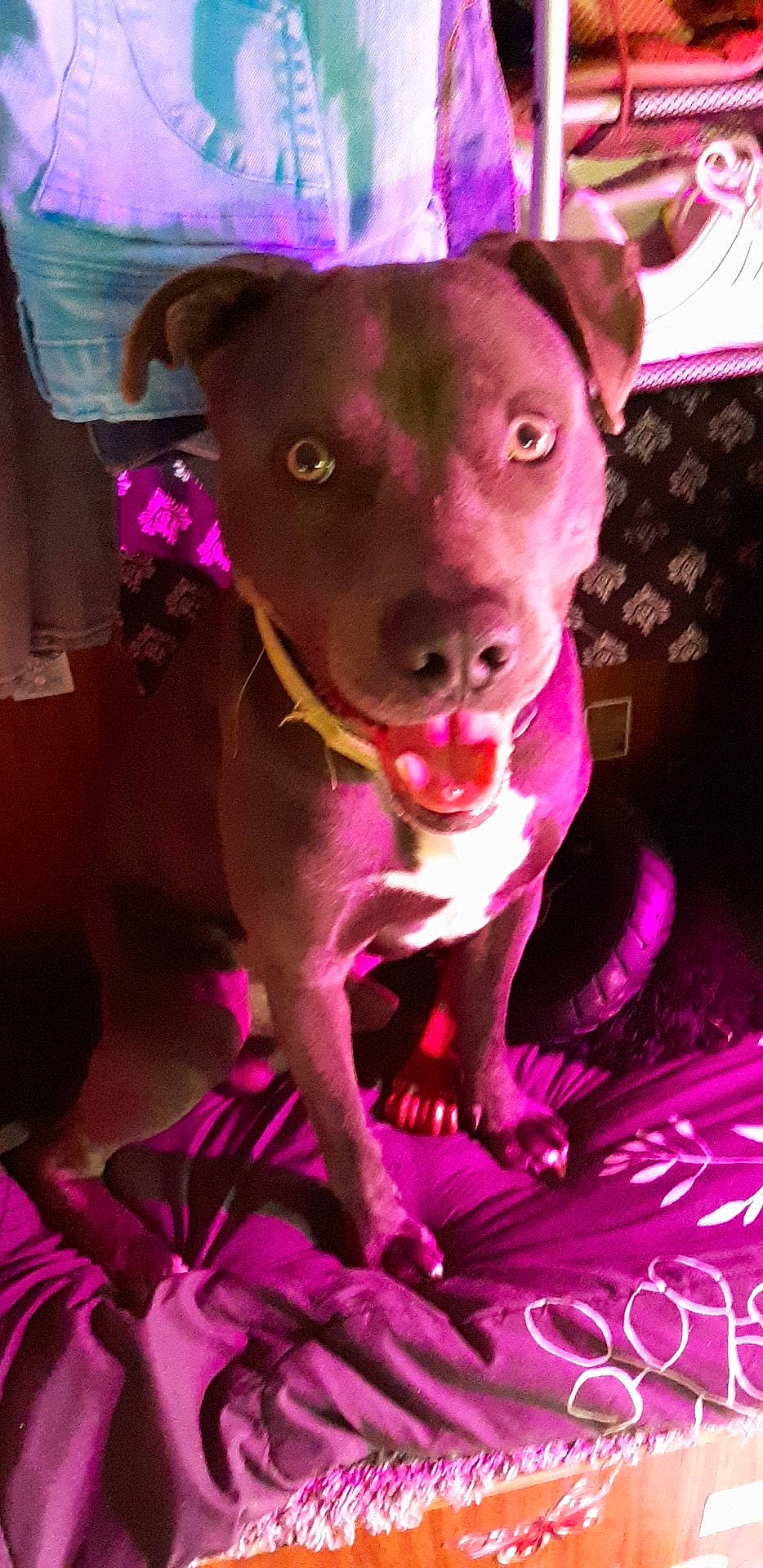 Bruno Mars is registered to the contest to win money with this photo: blue, carnivore, collar, companion_dog, dog, dog_breed, dog_supply, ear, fawn, light, magenta, pink, purple, red, snout, sporting_group, toy_dog, violet, whiskers, working_animal