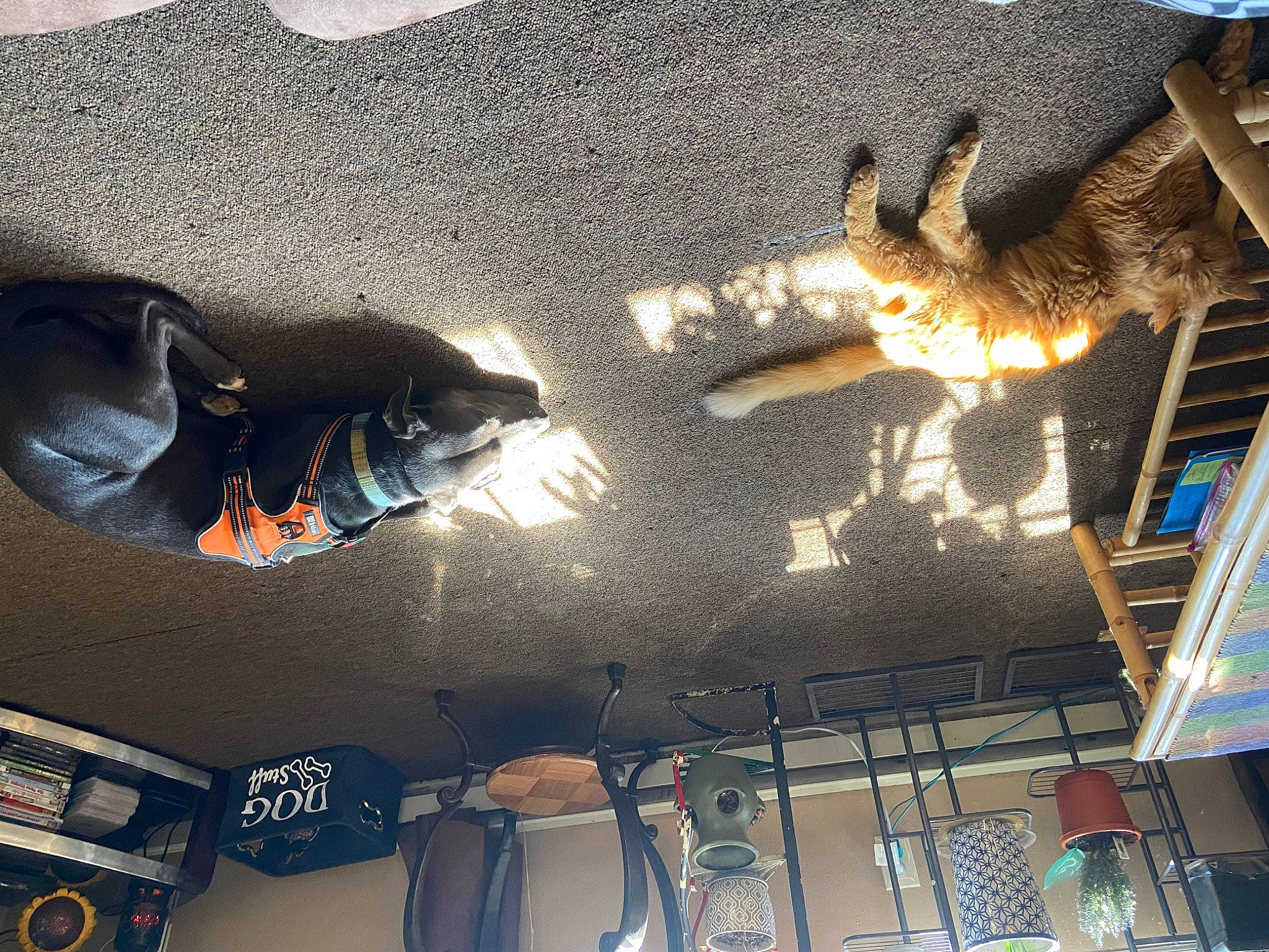 Bruno Mars is registered to the contest to win money with this photo: aerospace_engineering, automotive_design, automotive_exterior, automotive_tire, beam, blue, building, ceiling, daylighting, fun, metal, pattern, roof, room, shadow, space, tints_and_shades, wall, wing, wood