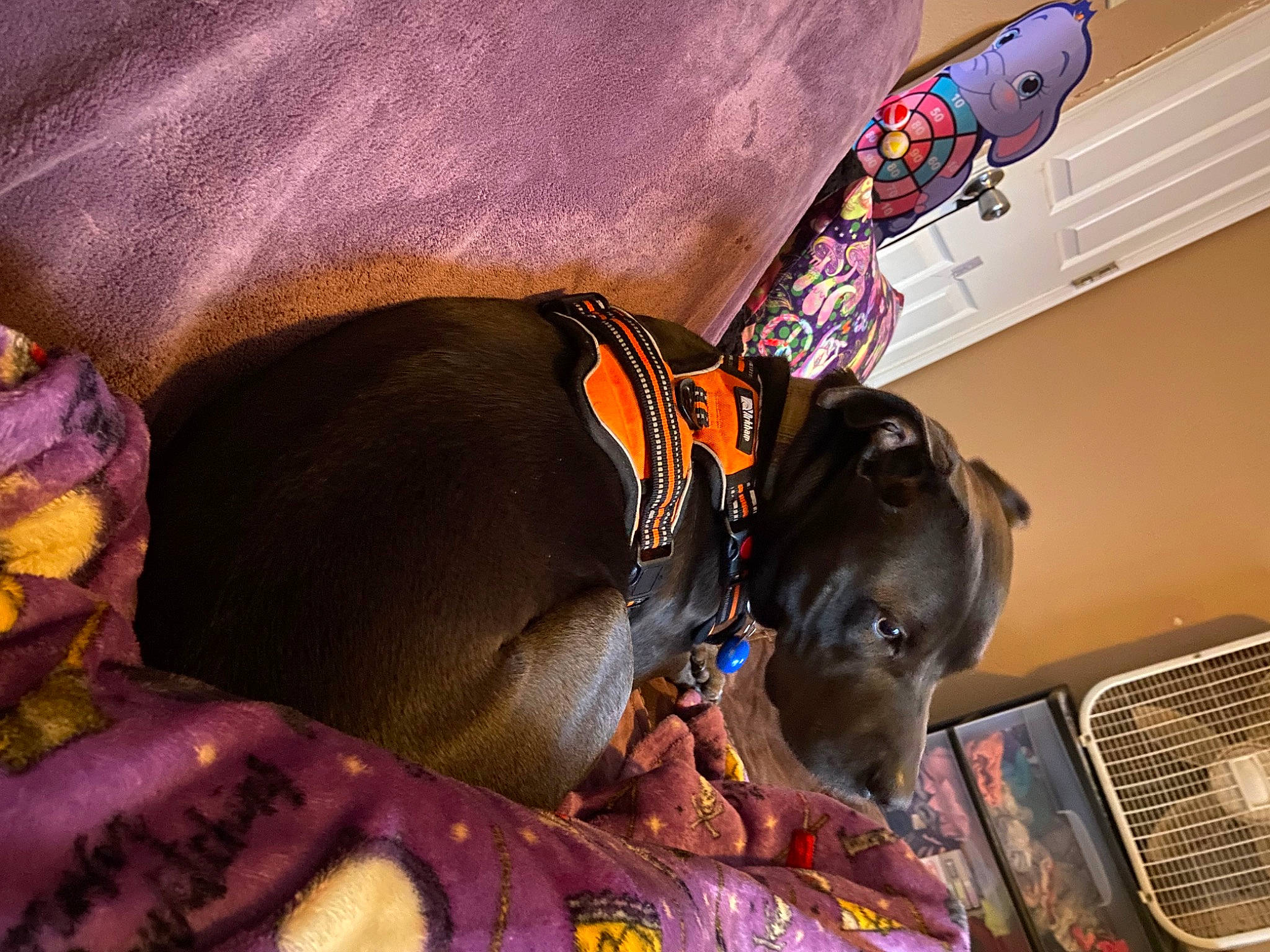 Bruno Mars joined the competition — help win amazing prizes! bag, canidae, carnivore, collar, comfort, companion_dog, dog, dog_breed, dog_collar, dog_supply, fashion_accessory, fawn, guard_dog, hat, liver, pet_supply, purple, snout, sporting_group, working_animal