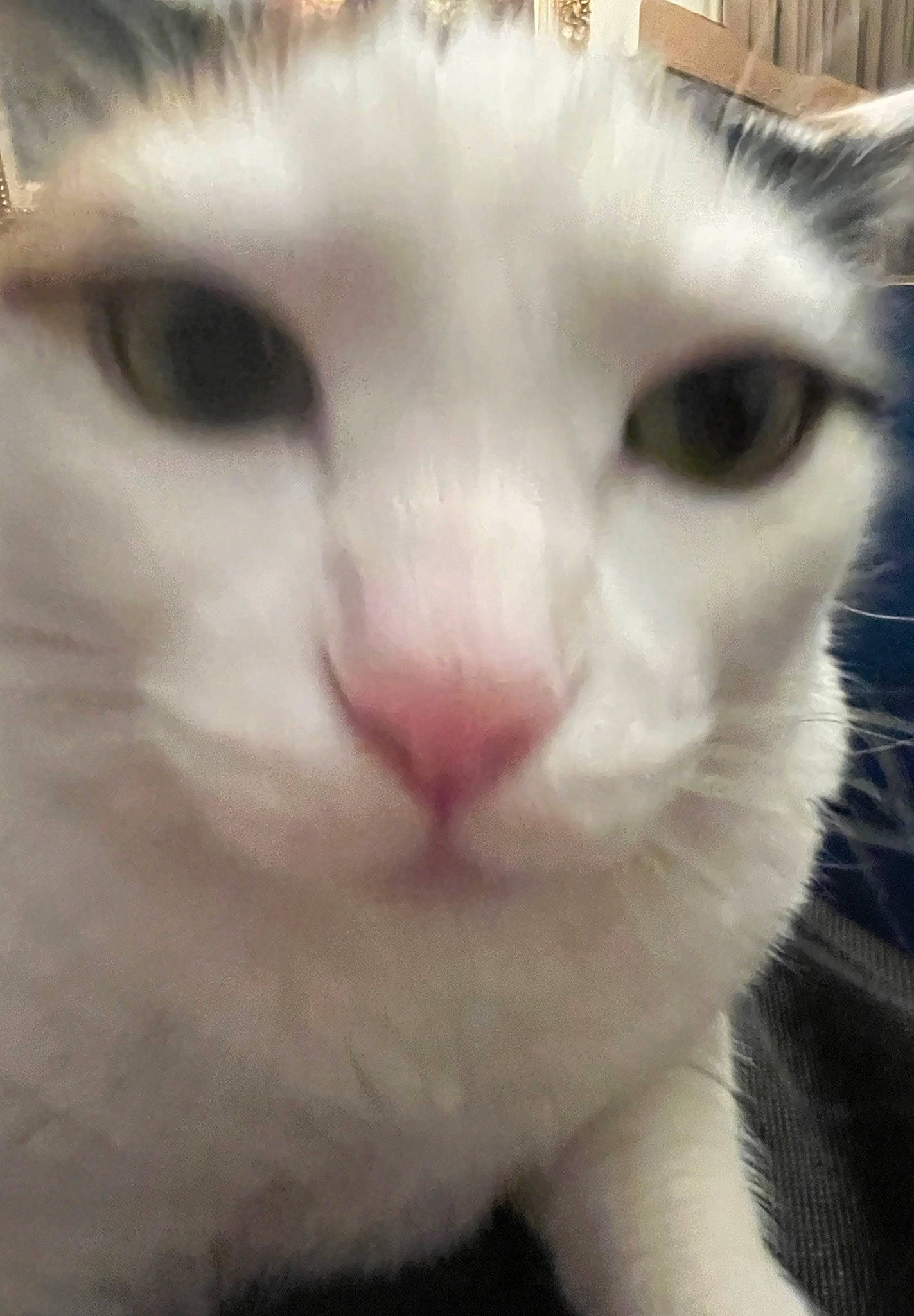 Bubbles is registered to the contest to win money with this photo: carnivore, cat, domestic_short_haired_cat, fang, felidae, fur, iris, paw, small_to_medium_sized_cats, snout, terrestrial_animal, whiskers, window