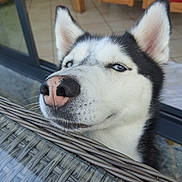 Sky a rejoint le concours — aidez-le/la à gagner de superbes lots ! dog, husky, close_up, face, nose, ears, blue_eyes, pet, animal, indoor, table, wicker, furniture, floor, tile, resting, calm, portrait, cute, domestic