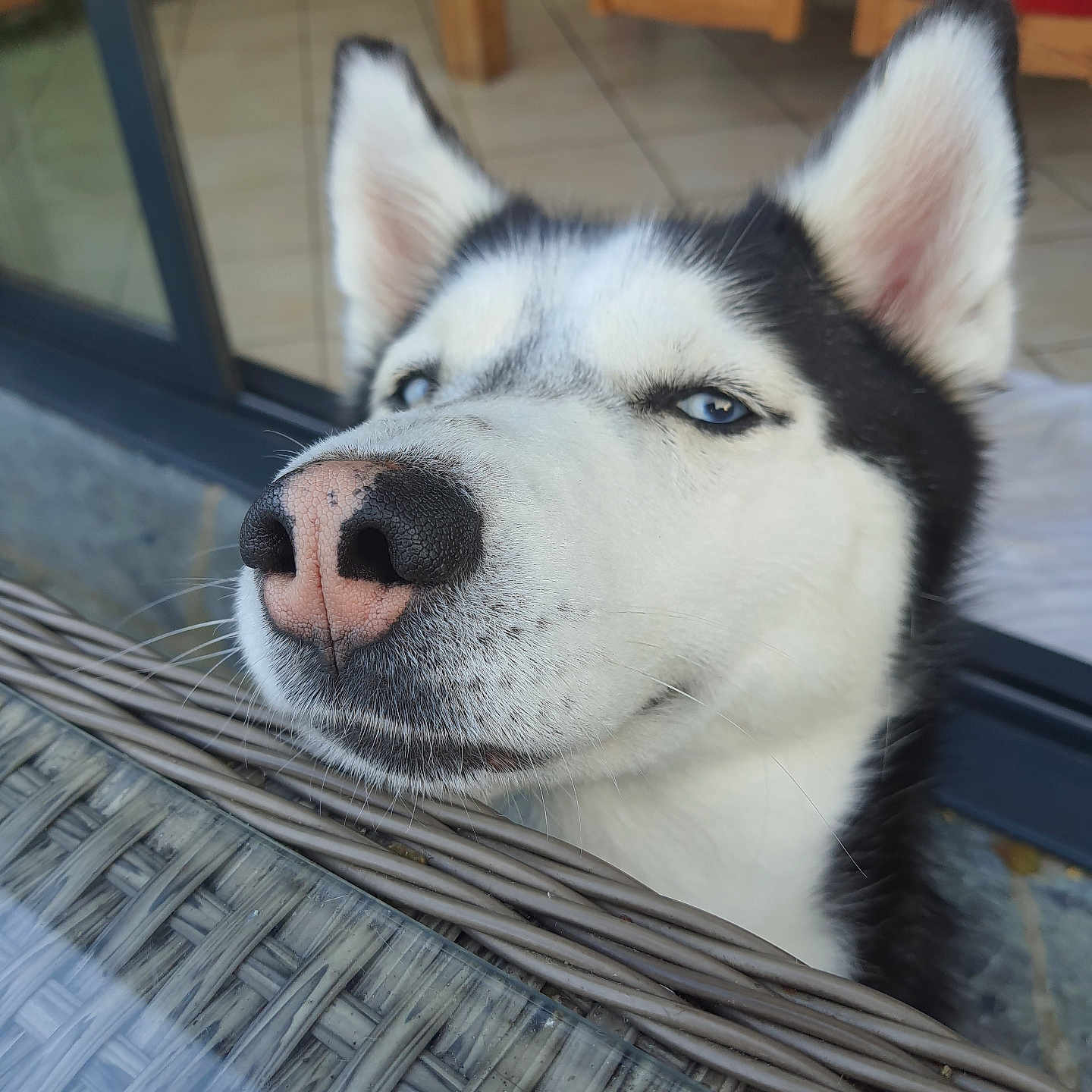 Sky a rejoint le concours — aidez-le/la à gagner de superbes lots ! animal, blue_eyes, calm, close_up, cute, dog, domestic, ears, face, floor, furniture, husky, indoor, nose, pet, portrait, resting, table, tile, wicker
