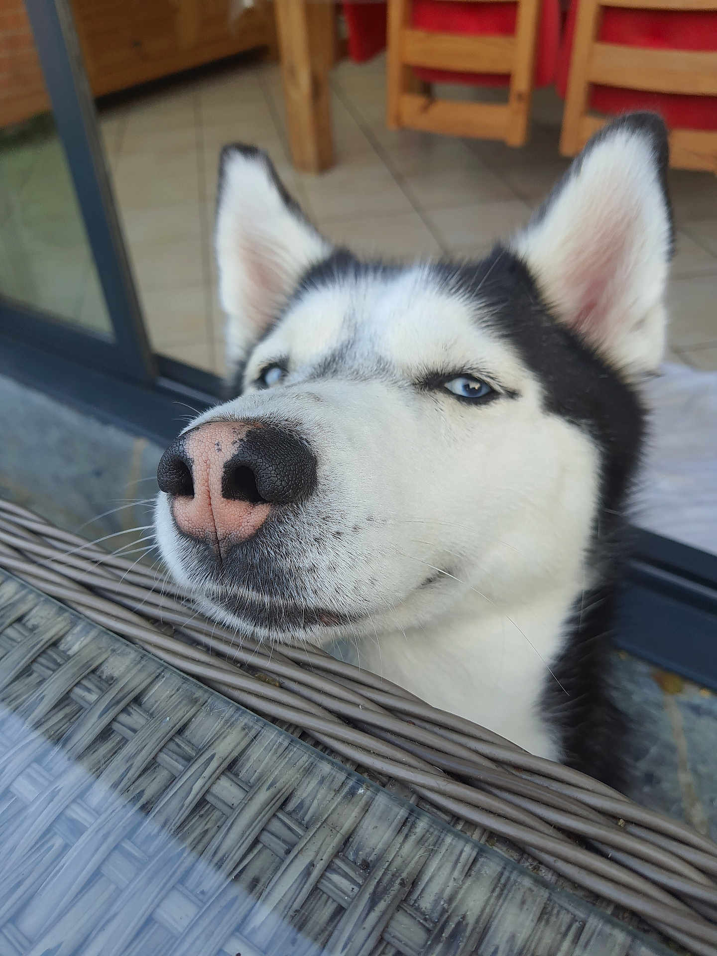 Sky a rejoint le concours — aidez-le/la à gagner de superbes lots ! dog, husky, close_up, face, nose, ears, blue_eyes, pet, animal, indoor, table, wicker, furniture, floor, tile, resting, calm, portrait, cute, domestic