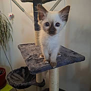 Bali participe au concours pour gagner de l'argent avec cette photo : kitten, cat, siamese, cat_tree, pet, indoor, animal, fur, blue_eyes, curious, small, young, cute, feline, whiskers, ears, claws, playful, houseplant, furniture