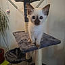 kitten, cat, siamese, cat_tree, pet, indoor, animal, fur, blue_eyes, curious, small, young, cute, feline, whiskers, ears, claws, playful, houseplant, furniture