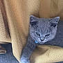 Ringo joined the competition — help win amazing prizes! kitten, gray_cat, pet, indoor, fabric, textured_cloth, collar, blue_bell, cute, animal, feline, resting, soft, fur, whiskers, paw, carpet, closeup, young, cozy