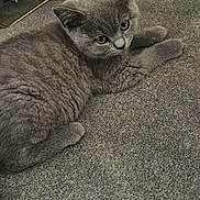 Ringo is registered to the contest to win money with this photo: cat, kitten, gray_cat, carpet, indoor, furniture, chair_leg, pet, animal, cute, fluffy, lying_down, curious, young_cat, whiskers, ears, floor, cozy, domestic_animal, soft_texture