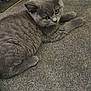 cat, kitten, gray_cat, carpet, indoor, furniture, chair_leg, pet, animal, cute, fluffy, lying_down, curious, young_cat, whiskers, ears, floor, cozy, domestic_animal, soft_texture