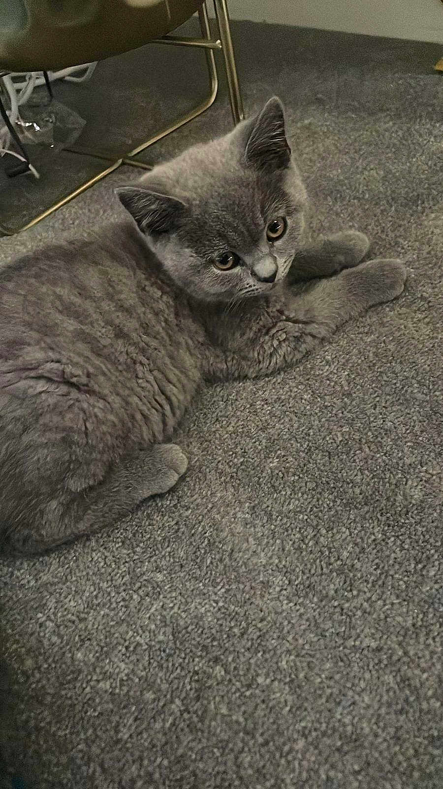 Ringo