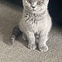 kitten, cat, gray_cat, pet, animal, carpet, indoor, feline, cute, sitting, young_cat, fur, whiskers, ears, tail, domestic_cat, looking, adorable, small, curious