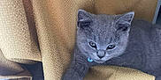 Lennon joined the competition — help win amazing prizes! kitten, gray_cat, pet, indoor, fabric, textured_cloth, collar, blue_bell, cute, animal, feline, resting, soft, fur, whiskers, paw, carpet, closeup, young, cozy
