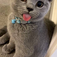 Lennon is registered to the contest to win money with this photo: cat, kitten, gray_fur, blue_collar, tongue_out, playful, indoor, carpet, pet, cute, animal, feline, close_up, young, small, whiskers, ears, nose, floor, doorframe