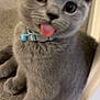 cat, kitten, gray_fur, blue_collar, tongue_out, playful, indoor, carpet, pet, cute, animal, feline, close_up, young, small, whiskers, ears, nose, floor, doorframe