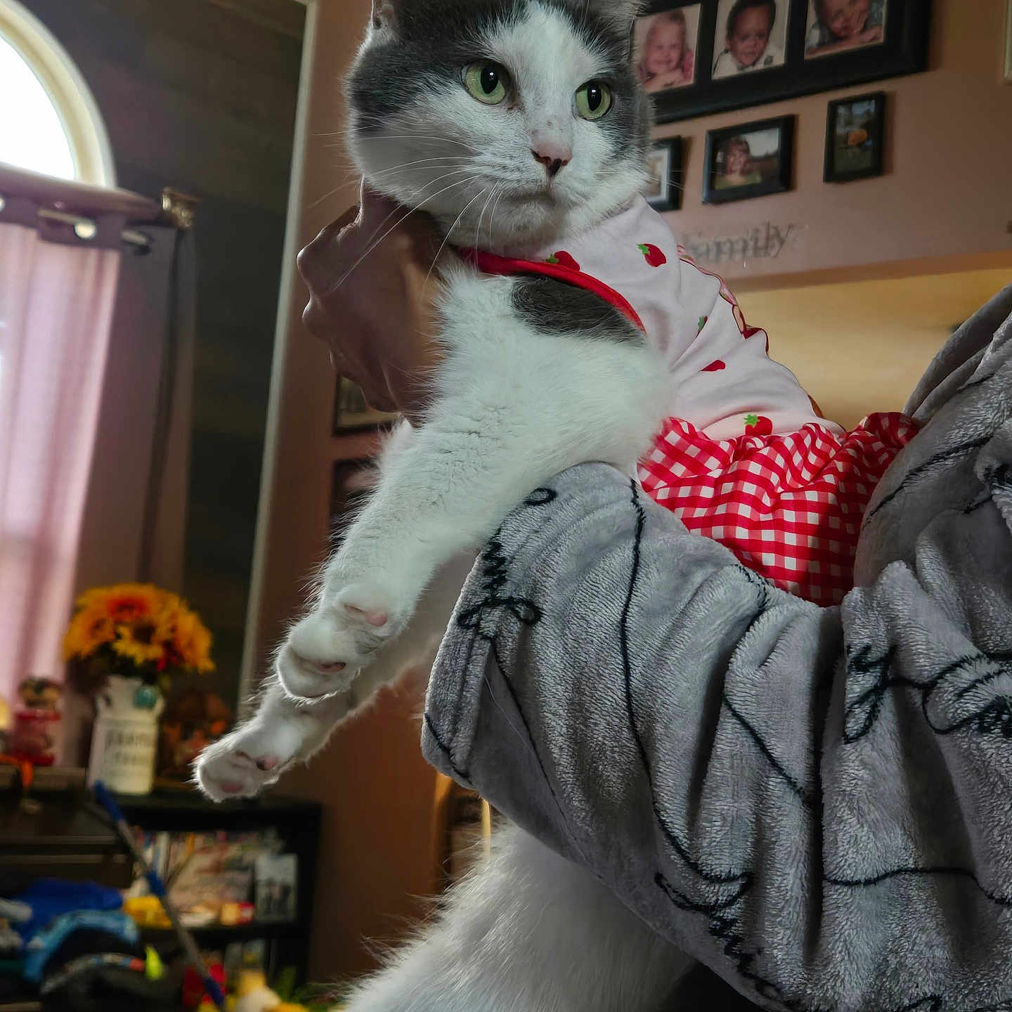 Lilly is registered to the contest to win money with this photo: animal, cat, clothing, costume, cozy, curtain, domestic, family_photos, flower_vase, furniture, gray_and_white_cat, hand, indoor, living_room, person, pet, portrait, robe, soft_lighting, sunflowers