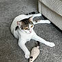 Kiko Meow Meow is registered to the contest to win money with this photo: cat, pet, toy_mouse, carpet, sofa, indoor, play, kitten, whiskers, paws, golden_eyes, white_fur, tabby, relaxed, furniture, texture, close_up, cute, domestic_animal, nose