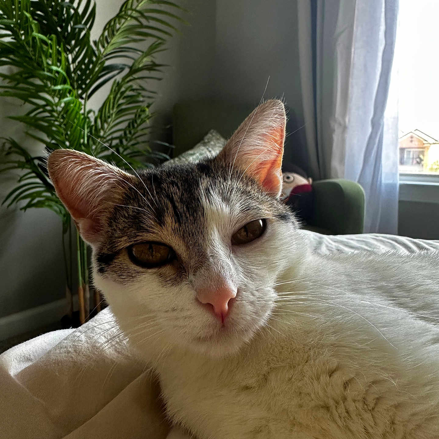 Kiko Meow Meow is registered to the contest to win money with this photo: bed, blanket, cat, chair, close_up, cozy, curtain, domestic, ears, fur, indoor, nose, pet, pillow, plant, plush_toy, relaxed, sunlight, whiskers, window