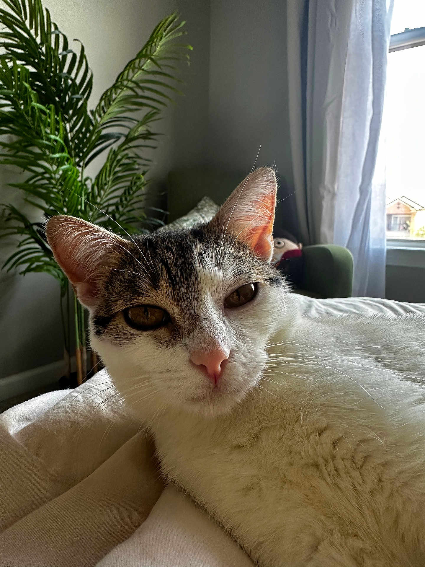 Kiko Meow Meow is registered to the contest to win money with this photo: cat, pet, indoor, plant, curtain, window, bed, blanket, pillow, chair, plush_toy, fur, whiskers, ears, nose, close_up, sunlight, relaxed, domestic, cozy