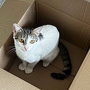 Kiko Meow Meow joined the competition — help win amazing prizes! cat, feline, pet, cardboard_box, box, sitting, paws, tail, whiskers, yellow_eyes, indoor, carpet, corrugated_cardboard, curious, looking_up, white_fur, tabby, cozy, portrait, animal