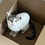cat, feline, pet, cardboard_box, box, sitting, paws, tail, whiskers, yellow_eyes, indoor, carpet, corrugated_cardboard, curious, looking_up, white_fur, tabby, cozy, portrait, animal