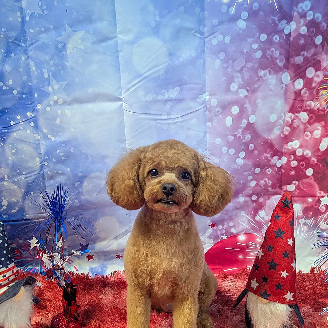 Cooper is registered to the contest to win money with this photo: 4th_of_july, background, brown, celebration, cute, decorations, dog, festive, fireworks, fluffy, gnome, hat, holiday, indoor, patriotic, pet, poodle, red_rug, sitting, stars