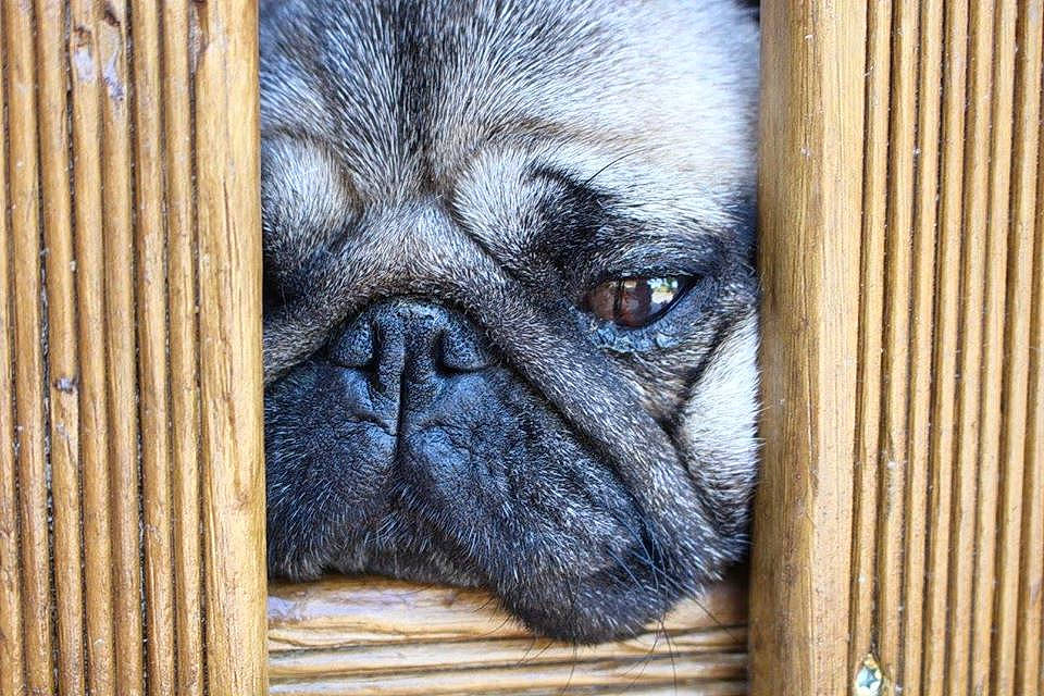 Fidji a rejoint le concours — aidez-le/la à gagner de superbes lots ! ancient_dog_breeds, canidae, carnivore, companion_dog, dog, dog_breed, fawn, mammal, nose, pug, puppy, skin, snout, toy_dog, whiskers, wood, wrinkle