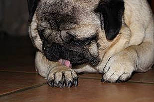 Fidji participe au concours pour gagner de l'argent avec cette photo : ancient_dog_breeds, bulldog, bullmastiff, canidae, carnivore, companion_dog, dog, dog_breed, fawn, mammal, pug, puppy, skin, snout, toy_dog, vertebrate, wrinkle