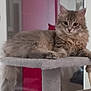 Apollon a rejoint le concours — aidez-le/la à gagner de superbes lots ! cat, tabby, fluffy, indoor, pet, feline, looking, cat_tree, perch, resting, curious, animal, mammal, whiskers, ears, tail, soft_fur, home, cozy, relaxed