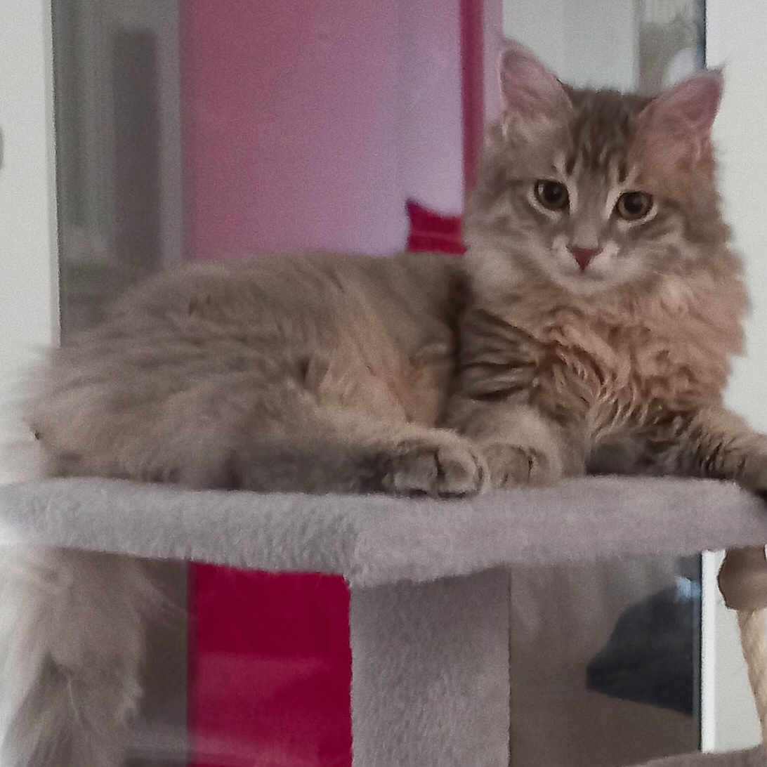 Apollon a rejoint le concours — aidez-le/la à gagner de superbes lots ! animal, cat, cat_tree, cozy, curious, ears, feline, fluffy, home, indoor, looking, mammal, perch, pet, relaxed, resting, soft_fur, tabby, tail, whiskers