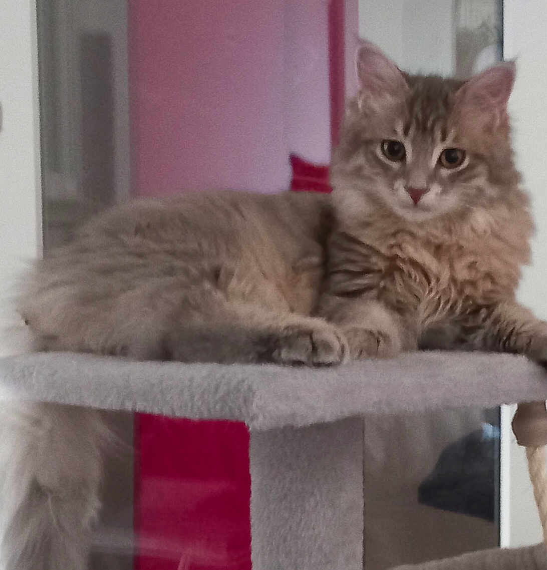 Apollon a rejoint le concours — aidez-le/la à gagner de superbes lots ! cat, tabby, fluffy, indoor, pet, feline, looking, cat_tree, perch, resting, curious, animal, mammal, whiskers, ears, tail, soft_fur, home, cozy, relaxed