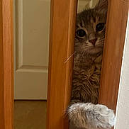 Apollon participe au concours pour gagner de l'argent avec cette photo : animal, cat, closeup, curious, cute, door, eyes, feline, fluffy, fur, home, indoor, paw, peeking, pet, playful, soft_light, whiskers, wood, wooden_railings