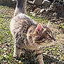 Apollon participe au concours pour gagner de l'argent avec cette photo : animal, cat, close_up, curious, daylight, ears, fur, grass, gray_cat, ground, mammal, nature, outdoor, pet, rocks, sunlight, tabby, tail_up, walking, whiskers