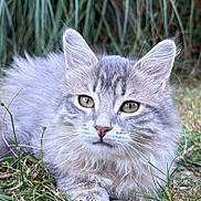 Apollon participe au concours pour gagner de l'argent avec cette photo : cat, fluffy, gray_tabby, green_eyes, grass, outdoor, pet, animal, lying_down, nature, whiskers, ears, fur, closeup, cute, relaxed, calm, mammal, portrait, young_cat