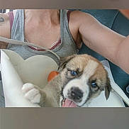 Hash joined the competition — help win amazing prizes! puppy, dog, pet, animal, blue_eyes, tongue_out, paw, floppy_ears, brown_fur, white_fur, black_nose, cute, car, vehicle, passenger, person, tank_top, close_up, indoor, portrait