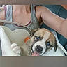 puppy, dog, pet, animal, blue_eyes, tongue_out, paw, floppy_ears, brown_fur, white_fur, black_nose, cute, car, vehicle, passenger, person, tank_top, close_up, indoor, portrait