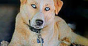 Hash is registered to the contest to win money with this photo: dog, tan_dog, pet, animal, canine, lying_down, outdoors, dirt, ground, collar, chain, leash, blue_eyes, brown_fur, floppy_ears, portrait, close_up, looking_at_camera, phone_screenshot, gallery_interface