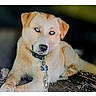dog, tan_dog, pet, animal, canine, lying_down, outdoors, dirt, ground, collar, chain, leash, blue_eyes, brown_fur, floppy_ears, portrait, close_up, looking_at_camera, phone_screenshot, gallery_interface
