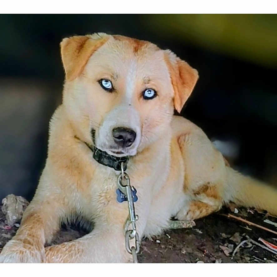 Hash is registered to the contest to win money with this photo: dog, tan_dog, pet, animal, canine, lying_down, outdoors, dirt, ground, collar, chain, leash, blue_eyes, brown_fur, floppy_ears, portrait, close_up, looking_at_camera, phone_screenshot, gallery_interface