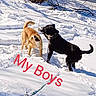 Hash is registered to the contest to win money with this photo: dogs, two_dogs, snow, winter, outdoor, animal, pets, black_dog, brown_dog, playing, standing, side_eye, tail, collar, leash, snowy_landscape, sunlight, trees, text_overlay, friendship