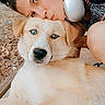 Hash joined the competition — help win amazing prizes! woman, person, puppy, dog, pet, cuddling, portrait, face, eyes, blue_eyes, headphones, outdoor, forest, trees, woodland, leaves, fur, white_fur, tan_fur, closeup