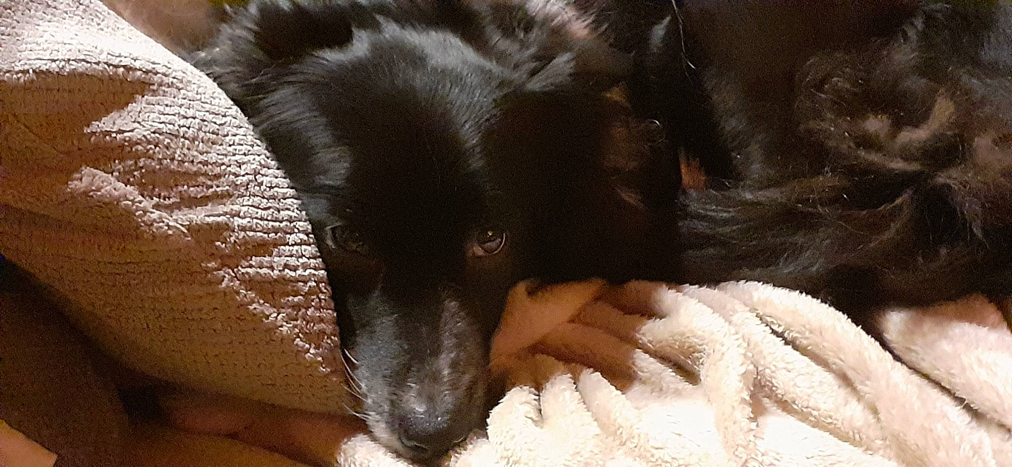 Kyra participe au concours pour gagner de l'argent avec cette photo : canidae, carnivore, comfort, companion_dog, dog, dog_breed, fur, paw, puppy, snout, sporting_group, terrestrial_animal, whiskers, working_animal, working_dog