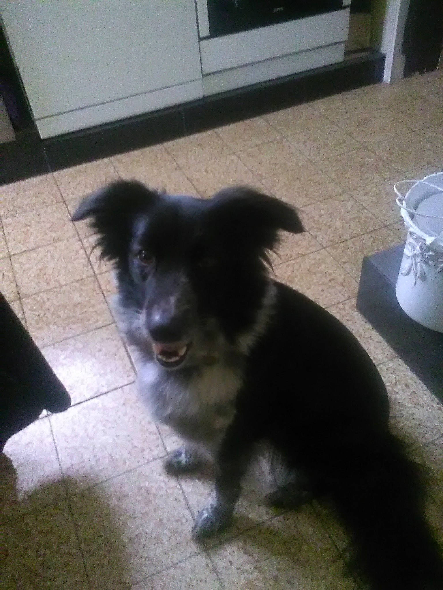 Kyra participe au concours pour gagner de l'argent avec cette photo : canidae, carnivore, companion_dog, dog, dog_breed, dog_supply, floor, flooring, fur, herding_dog, serveware, shadow, snout, sporting_group, tail, television, tints_and_shades, whiskers, working_animal, working_dog