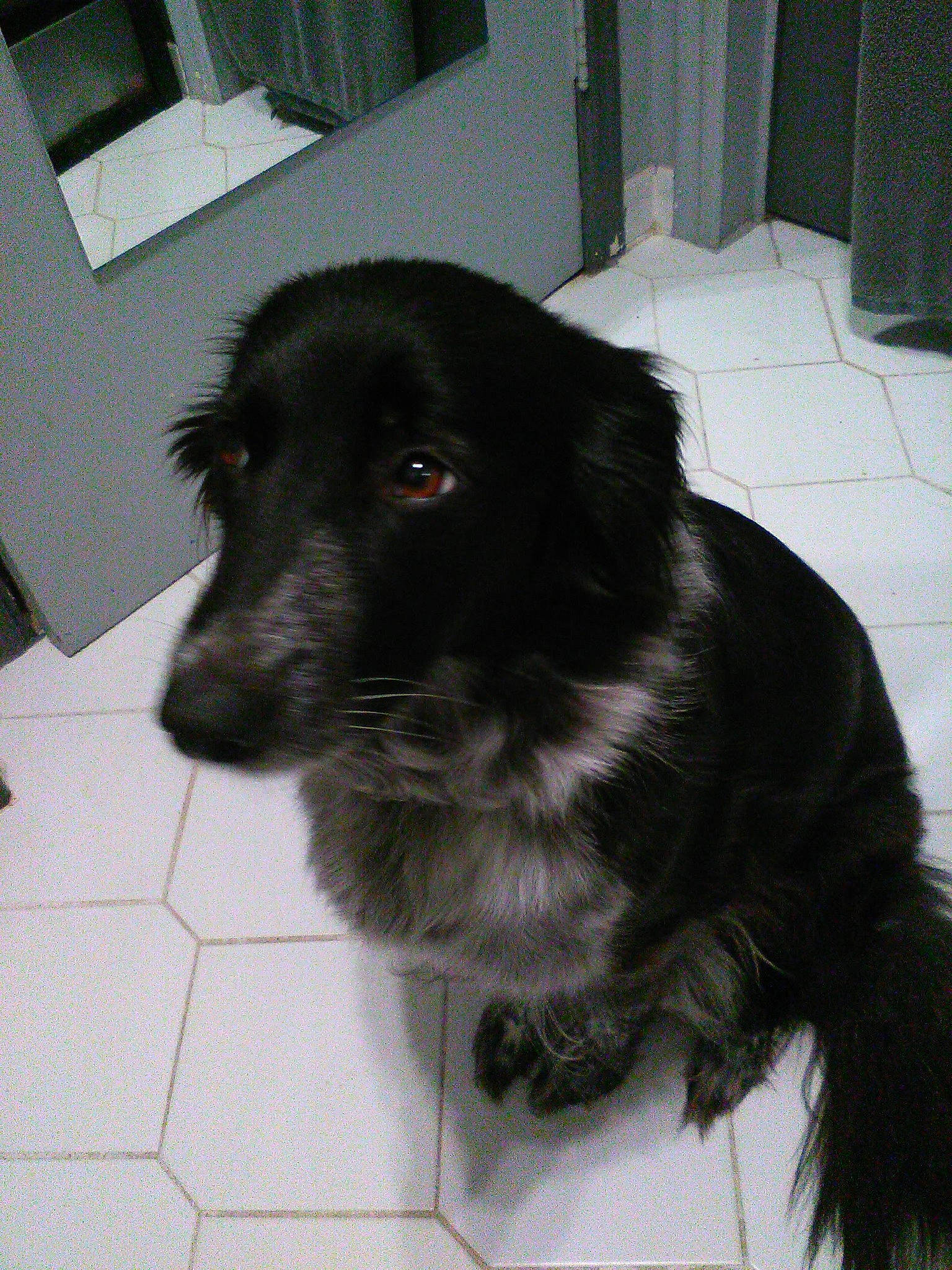 Kyra participe au concours pour gagner de l'argent avec cette photo : borador, canidae, carnivore, companion_dog, dog, dog_breed, flooring, fur, gun_dog, snout, sporting_group, working_animal, working_dog