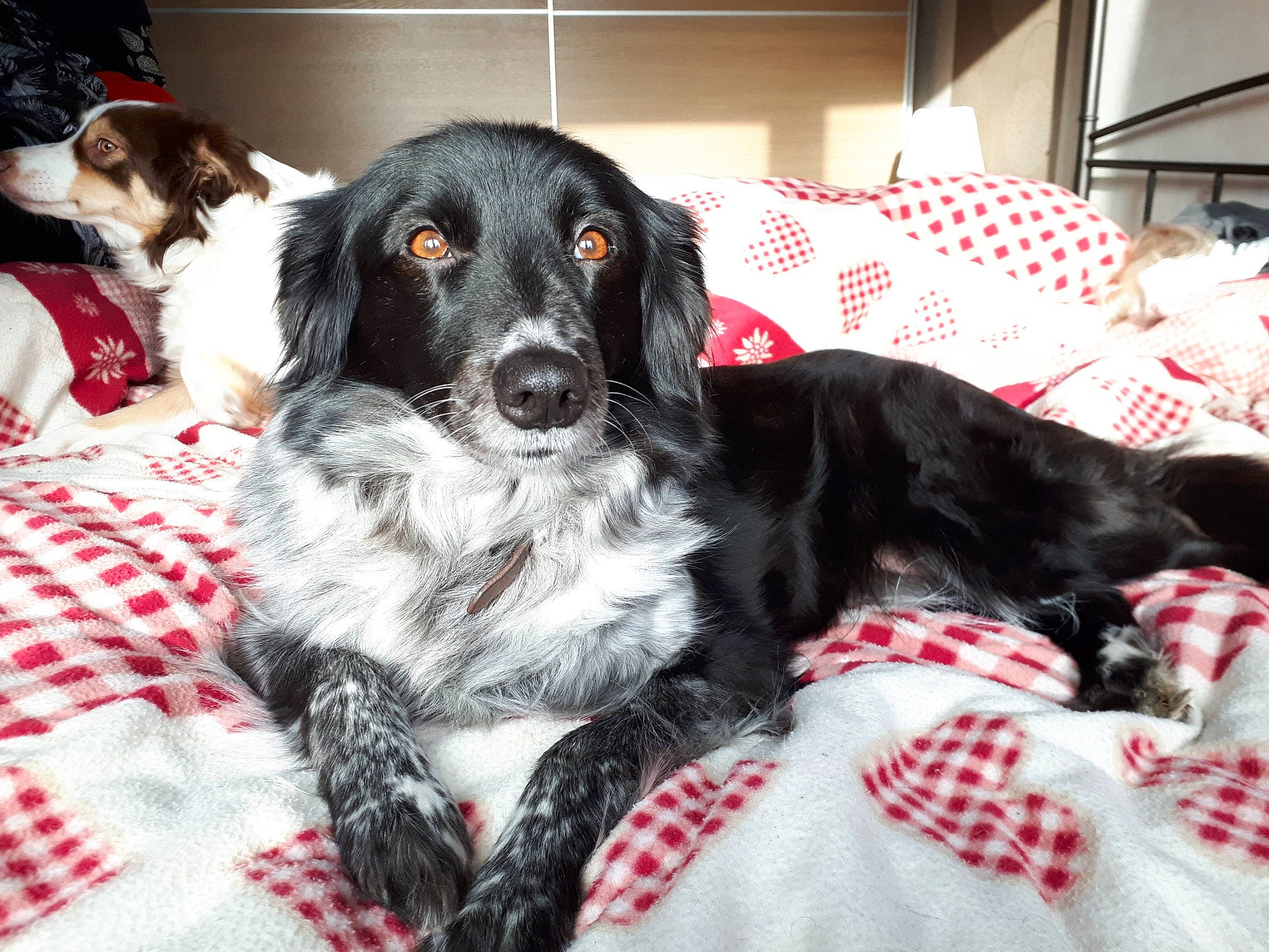 Kyra participe au concours pour gagner de l'argent avec cette photo : canidae, carnivore, comfort, companion_dog, couch, dog, dog_breed, dog_supply, event, fur, gun_dog, pattern, snout, spaniel, sporting_group, texas_heeler, working_animal, working_dog