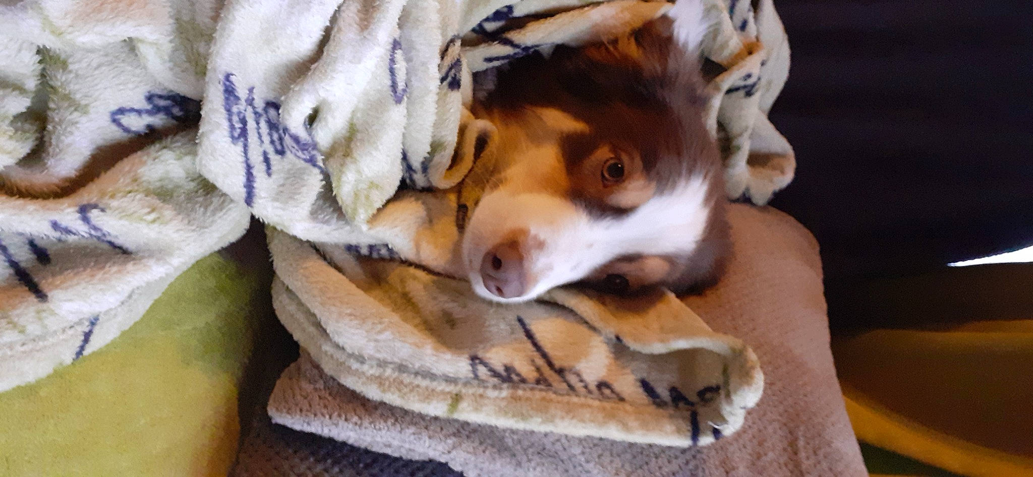 Nyota a rejoint le concours — aidez-le/la à gagner de superbes lots ! bed, bedding, canidae, carnivore, comfort, companion_dog, dog, dog_breed, fawn, felidae, fur, linens, paw, small_to_medium_sized_cats, snout, sporting_group, terrestrial_animal, whiskers, wood, working_animal