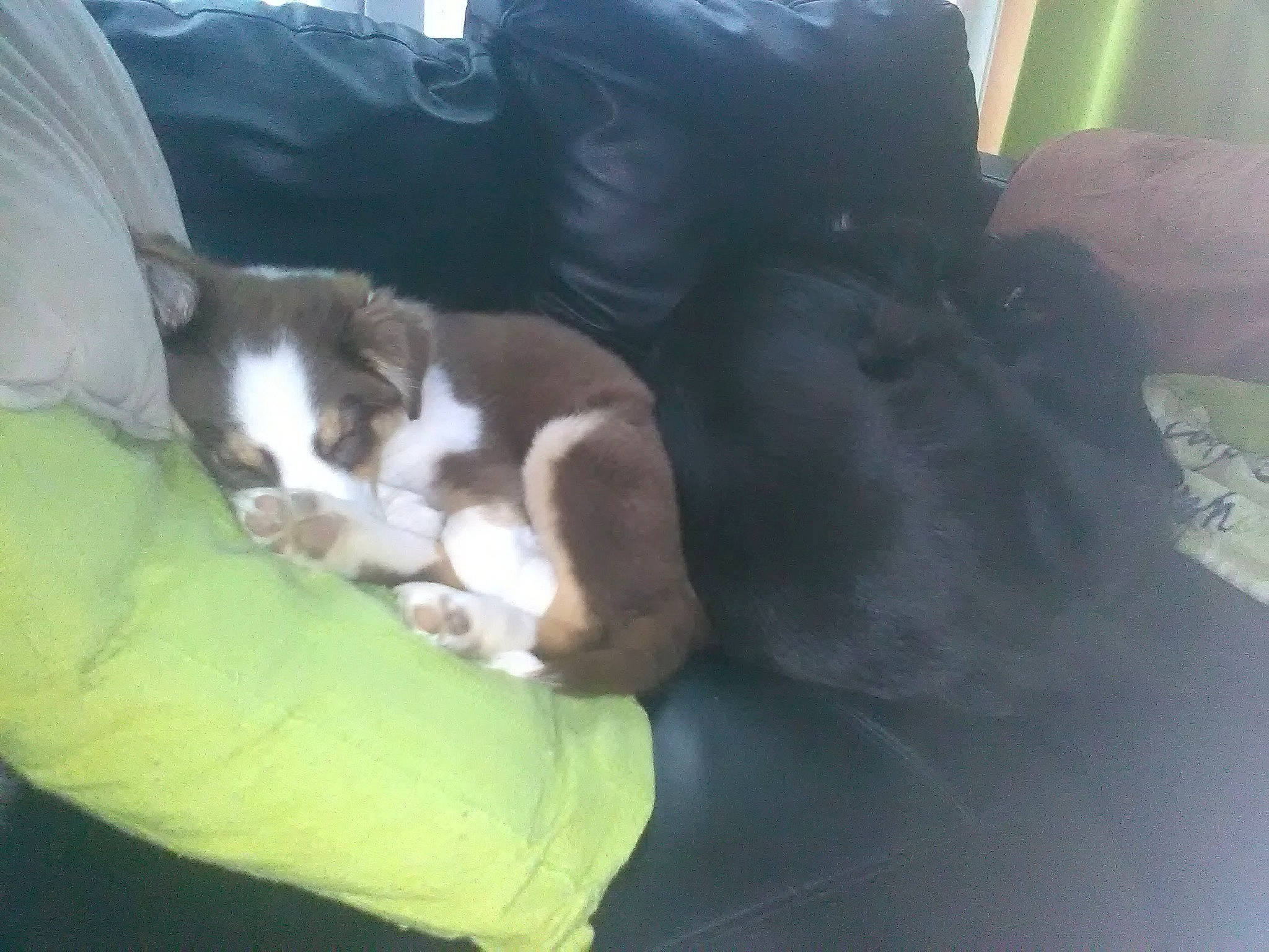 Nyota participe au concours pour gagner de l'argent avec cette photo : canidae, carnivore, cat, claw, comfort, companion_dog, dog_breed, domestic_short_haired_cat, felidae, fur, gesture, human_leg, nap, paw, small_to_medium_sized_cats, snout, sporting_group, tail, toy_dog, whiskers