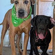 Gary And Maggie joined the competition — help win amazing prizes! animal, bandana, black_dog, cabinet, canine, carpet, collar, dog, domestic, floor, furniture, household, indoor, looking_at_camera, pet, playful, portrait, tan_dog, tongue_out, two_dogs