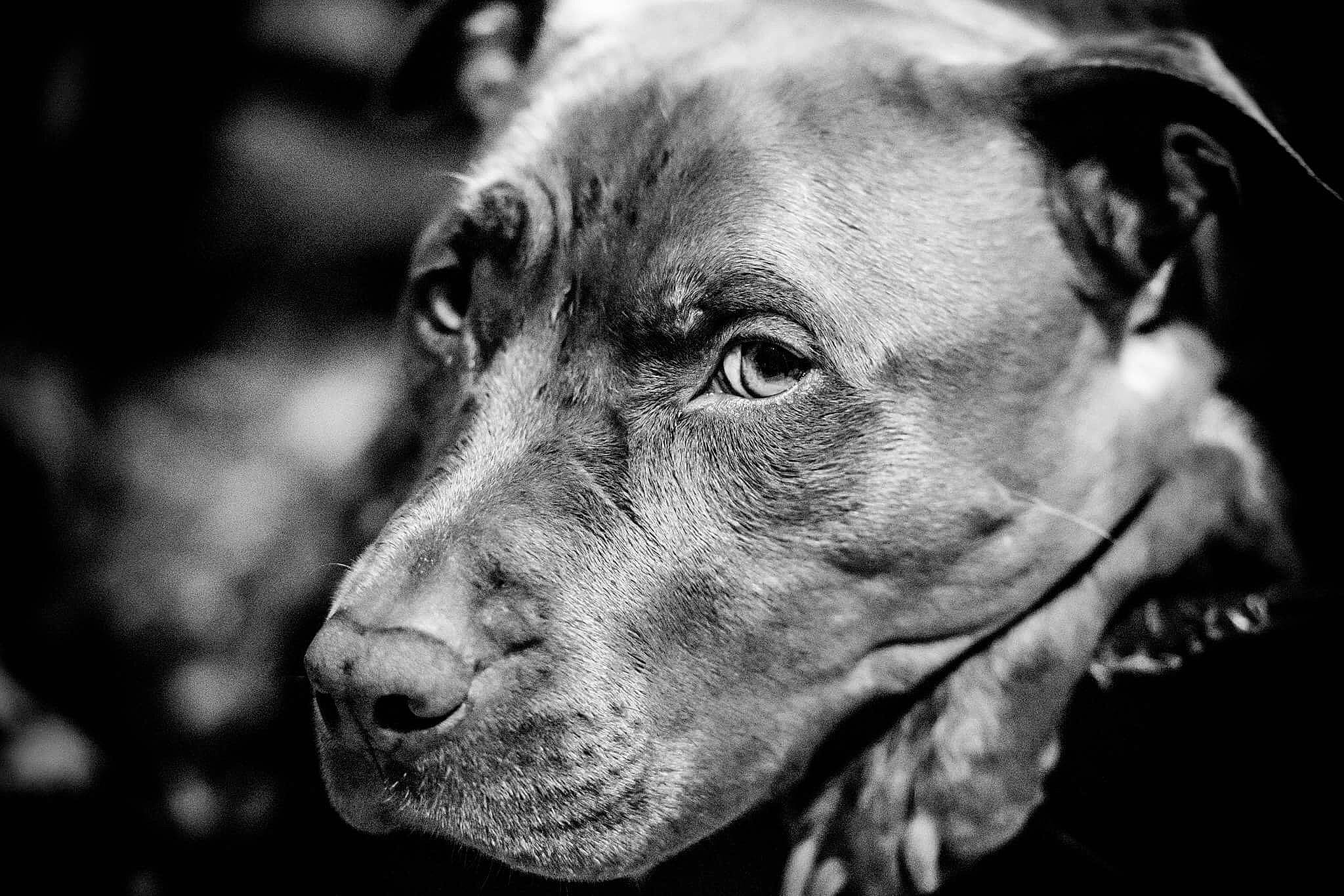 Orso a rejoint le concours — aidez-le/la à gagner de superbes lots ! black_and_white, canidae, carnivore, close_up, companion_dog, darkness, dog, dog_breed, ear, fur, grey, monochrome, monochrome_photography, snout, sporting_group, street_dog, style, whiskers, white, working_animal
