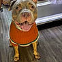 dog, pet, sweater, orange_sweater, indoor, floor, wooden_floor, animal, canine, happy, tongue_out, ears_up, front_view, brown_dog, smiling, cute, domestic, companion, looking_up, playful