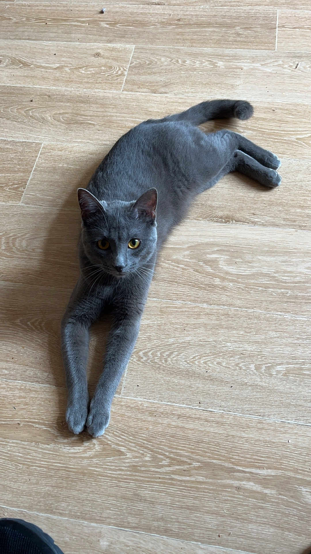 Uly participe au concours pour gagner de l'argent avec cette photo : cat, gray_cat, pet, animal, indoor, wooden_floor, stretching, curious, feline, whiskers, ears, tail, paws, looking_up, flooring, domestic_cat, cute, relaxed, alert, mammal